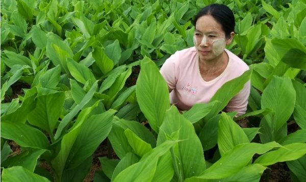 Another Success Story from Southern Shan State